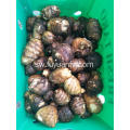 Fresh taro kubwa katika sanduku 9kg plastiki